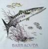 Baracuda